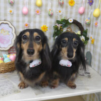 【山手店】2023年3月31日のワンちゃん達♪