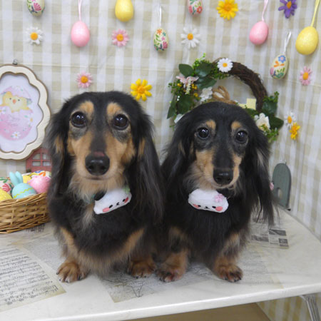 【山手店】2023年3月31日のワンちゃん達♪