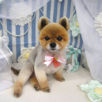 【山手店】2023年3月2日のワンちゃん達♪