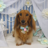 【山手店】2023年3月3日のワンちゃん達♪