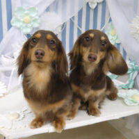 【山手店】2023年3月6日のワンちゃん達♪