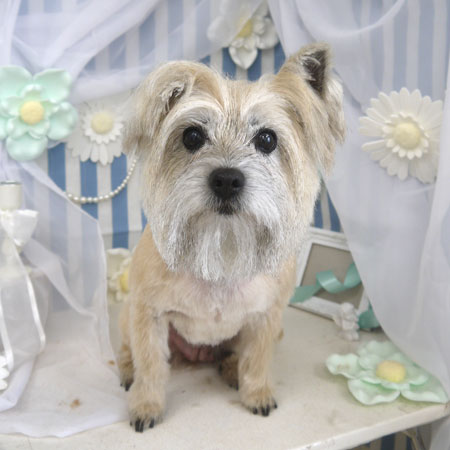 【山手店】2023年3月9日のワンちゃん達♪