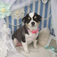 【山手店】2023年3月10日のワンちゃん達♪