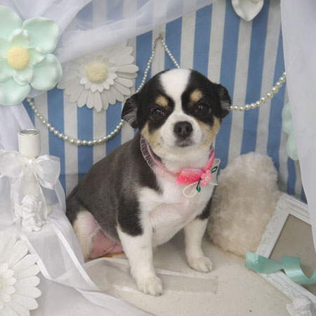 【山手店】2023年3月10日のワンちゃん達♪