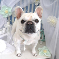 【山手店】2023年3月11日のワンちゃん達♪