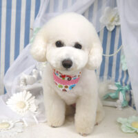 【山手店】2023年3月12日のワンちゃん達♪