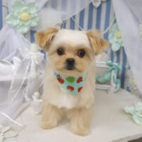 【山手店】2023年3月13日のワンちゃん達♪