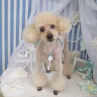 【山手店】2023年3月17日のワンちゃん達♪