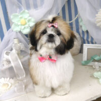 【山手店】2023年3月23日のワンちゃん達♪