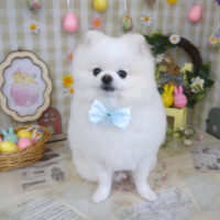 【山手店】2023年3月25日のワンちゃん達♪