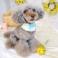 【池下店】2023年3月2日のワンちゃん達♪