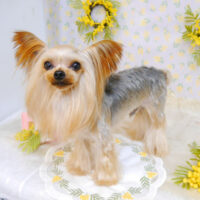 【池下店】2023年3月3日のワンちゃん達♪