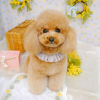 【池下店】2023年3月4日のワンちゃん達♪