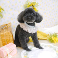 【池下店】2023年3月5日のワンちゃん達♪