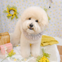 【池下店】2023年3月6日のワンちゃん達♪