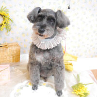 【池下店】2023年3月9日のワンちゃん達♪