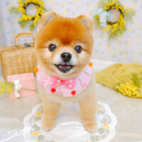 【池下店】2023年3月10日のワンちゃん達♪