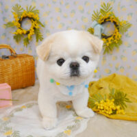 【池下店】2023年3月11日のワンちゃん達♪