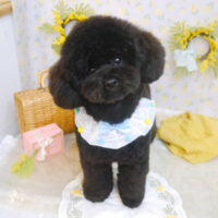 【池下店】2023年3月12日のワンちゃん達♪