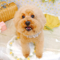 【池下店】2023年3月13日のワンちゃん達♪