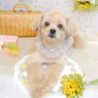 【池下店】2023年3月16日のワンちゃん達♪