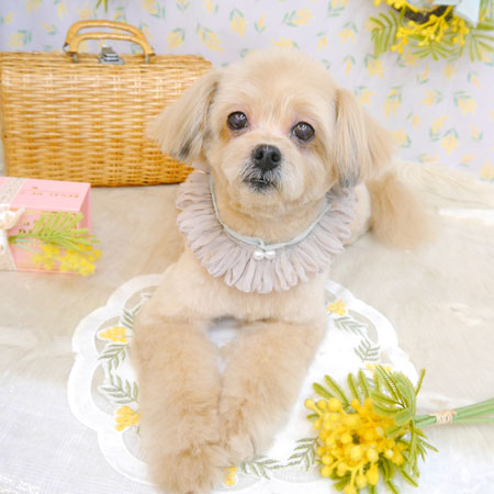 【池下店】2023年3月16日のワンちゃん達♪