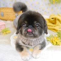 【池下店】2023年3月17日のワンちゃん達♪