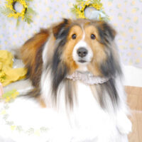 【池下店】2023年3月18日のワンちゃん達♪