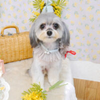 【池下店】2023年3月19日のワンちゃん達♪