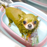 【池下店】2023年3月20日のワンちゃん達♪