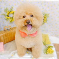 【池下店】2023年3月23日のワンちゃん達♪