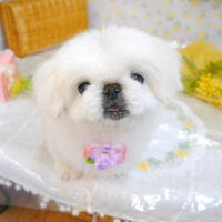 【池下店】2023年3月24日のワンちゃん達♪