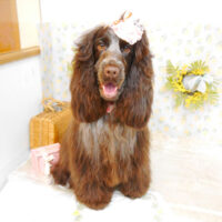 【池下店】2023年3月25日のワンちゃん達♪