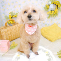 【池下店】2023年3月26日のワンちゃん達♪