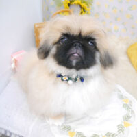 【池下店】2023年3月27日のワンちゃん達♪