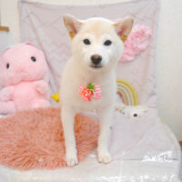 【池下店】2023年3月30日のワンちゃん達♪