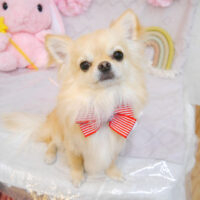 【池下店】2023年3月31日のワンちゃん達♪