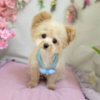 【本店】2023年4月1日のワンちゃん達♪