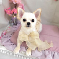 【本店】2023年4月3日のワンちゃん達♪