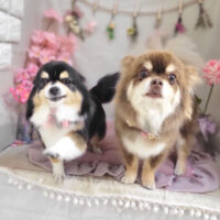 【本店】2023年4月15日のワンちゃん達♪