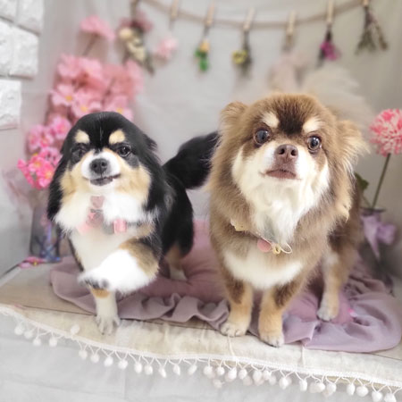 【本店】2023年4月15日のワンちゃん達♪