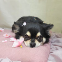 【本店】2023年4月17日のワンちゃん達♪