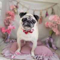 【本店】2023年4月29日のワンちゃん達♪