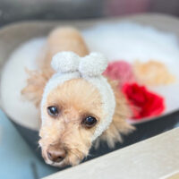 【本店】2023年4月6日のワンちゃん達♪