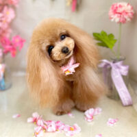 【本店】2023年4月10日のワンちゃん達♪