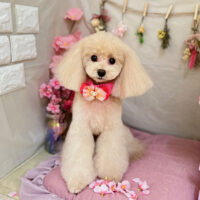 【本店】2023年4月13日のワンちゃん達♪