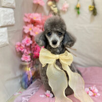 【本店】2023年4月14日のワンちゃん達♪