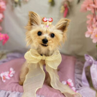 【本店】2023年4月23日のワンちゃん達♪