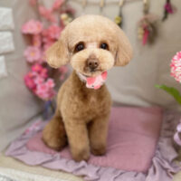 【本店】2023年4月2日のワンちゃん達♪