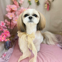 【本店】2023年4月8日のワンちゃん達♪